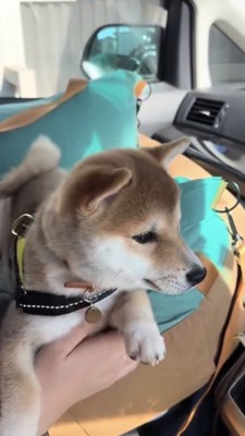 飼い主さんに抱っこされながら窓の外を見る豆柴