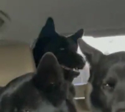 後ろから顔を出す犬