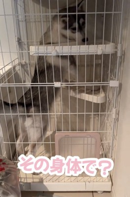 棚板のそばにいる犬