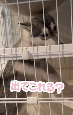 棚板に頭を寄せる犬