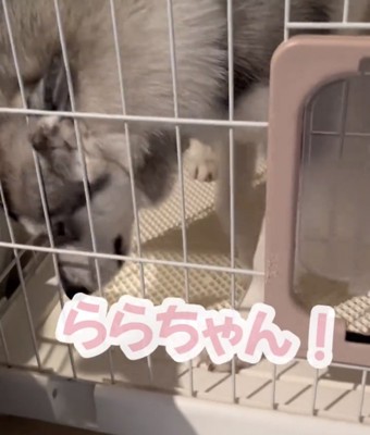 ケージの隅に顔を寄せる犬