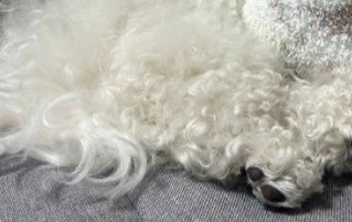 ペルルちゃんがお昼寝中