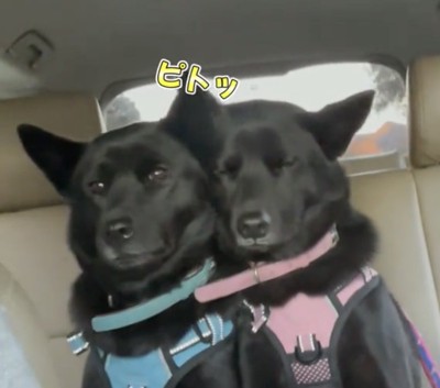 頬をくっつける2匹の犬