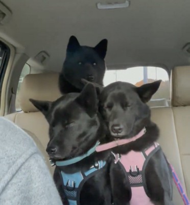 顔を寄せ合う3匹の犬