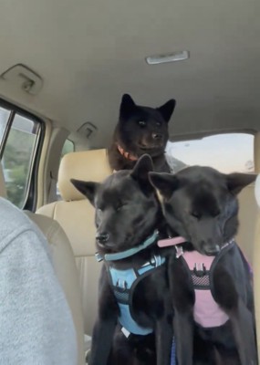 外を見る犬と眠そうな犬