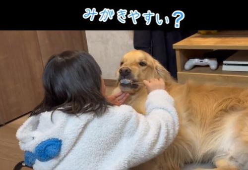 ルークくんの歯を磨く娘さん