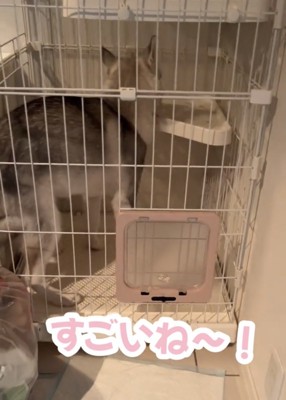 ケージ内を見回す犬