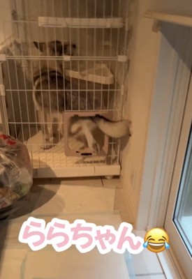 小さな扉を通る犬