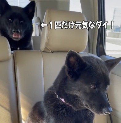 前を見つめる犬と後ろの犬