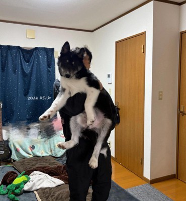 お迎え当時とは別犬のよう…！