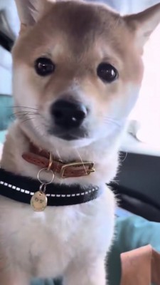 不安そうな目で飼い主さんを見つめる豆柴