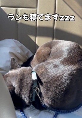 丸まって眠る犬