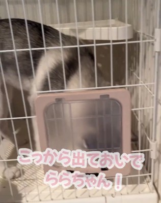 扉の近くにいる犬