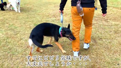 ワンコが多くてビビり気味…