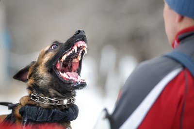 男性に牙を向いている犬