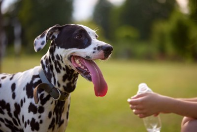暑そうに舌を出す犬