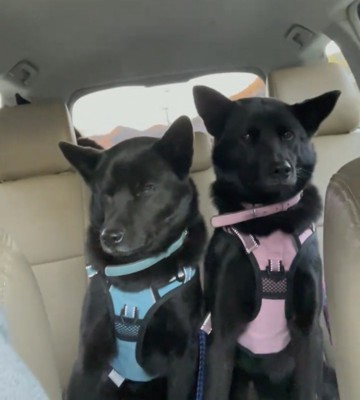 後部座席に並ぶ2匹の犬
