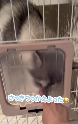 扉越しに鼻を寄せる犬