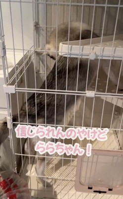 狭い場所で方向転換する犬