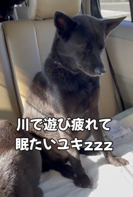 座ったまま眠そうな犬