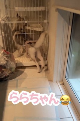 ケージに入ろうとする犬
