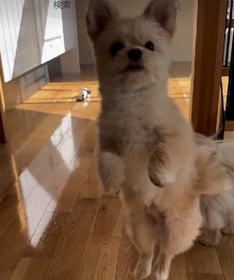パワフルなてんちゃん