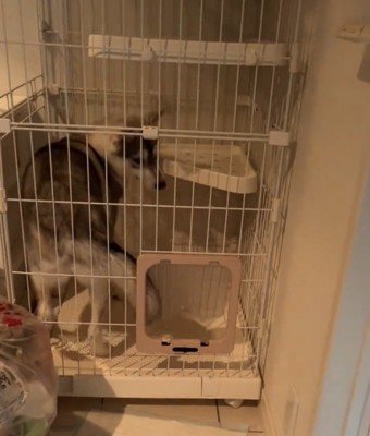 ケージの中に入った犬