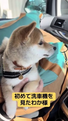 初めての洗車機を見た豆柴