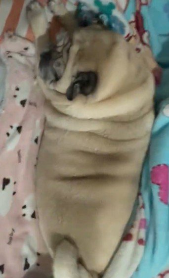 ちぎりパン化することも♡