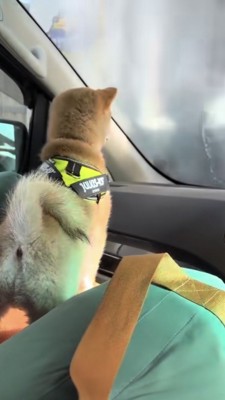フロントガラスから洗車を眺める豆柴