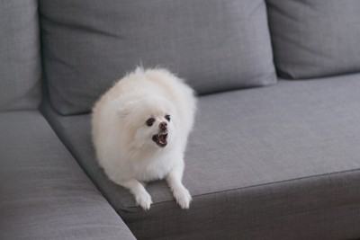 威嚇する白い犬