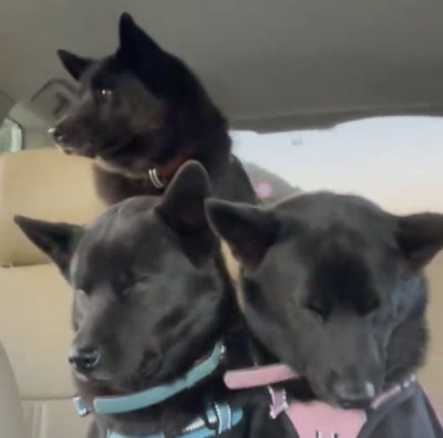 くっついて眠る3匹の犬
