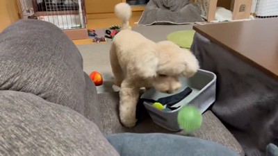 その後の楽しそうに遊ぶ姿♪