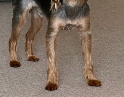 長い足の犬