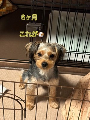 生後6ヶ月の子犬