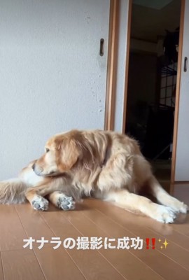 おしりの匂いを嗅ぐ犬