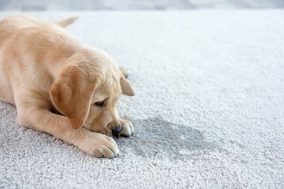 カーペットに伏せている犬