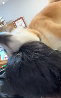 豪快にスリスリする福くん