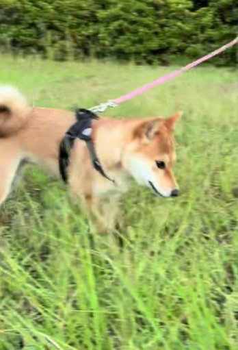 捕まえようと奮闘