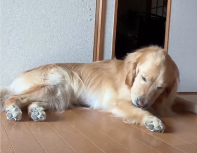のんびりくつろぐ犬