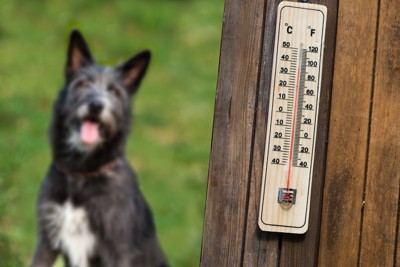 夏の温度計と犬