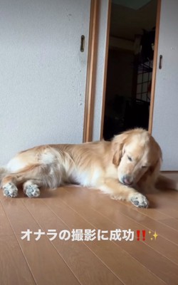 毛繕いする犬
