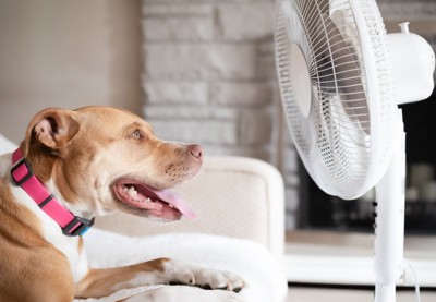 扇風機にあたる犬