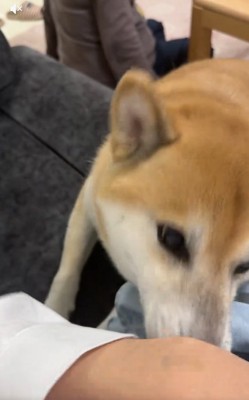 飼い主さんの腕を上げる福くん