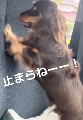 てんちゃん、目が本気
