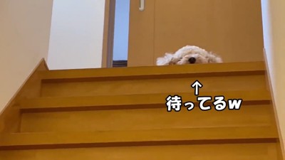 ロアくんが上で待っています！
