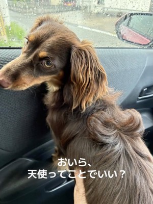 天使のてんちゃんです