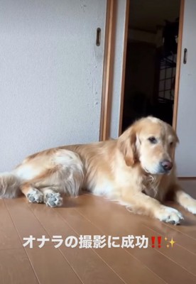 正面を向く犬