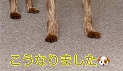 犬の足元