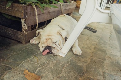 ぐったり地面に伏せる犬